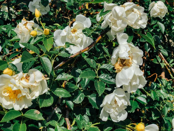 Beyaz gül çiçekleriyle çiçek açan çalılar.
