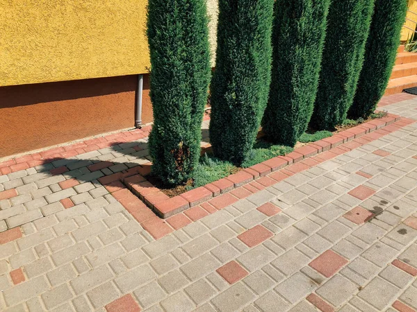 Garden Stone Path Green Plants Brick Sidewalk Daytime — ストック写真