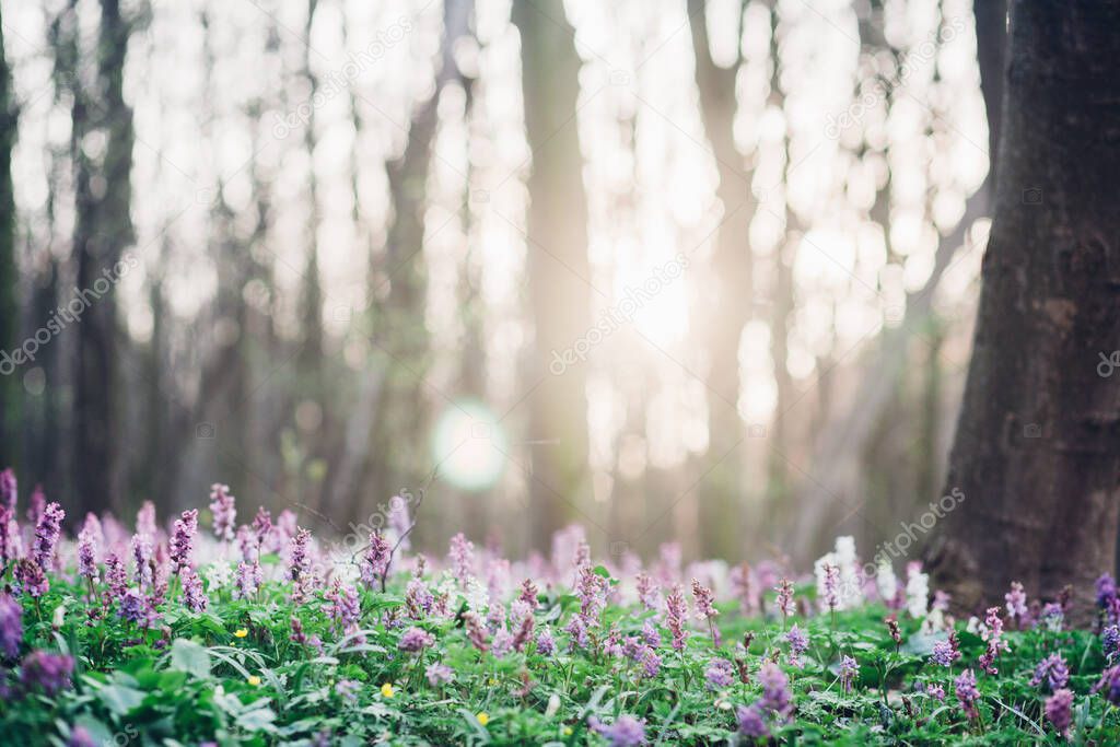 Path through purple bluebell woods in early morning sunrise