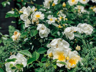 Beyaz gül çiçekleriyle çiçek açan çalılar.