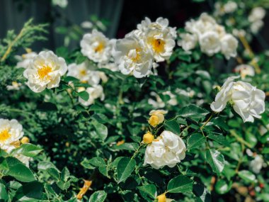 Beyaz gül çiçekleriyle çiçek açan çalılar.