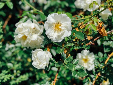 Beyaz gül çiçekleriyle çiçek açan çalılar.