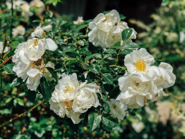 Beyaz gül çiçekleriyle çiçek açan çalılar.