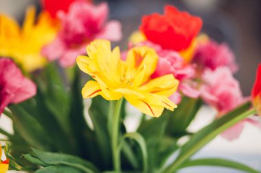 Vazoda düğümlenmiş fiyonk, suda çiçekler, farklı renklerde laleler, ev dekorasyonu.