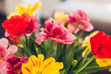 Vazoda düğümlenmiş fiyonk, suda çiçekler, farklı renklerde laleler, ev dekorasyonu.