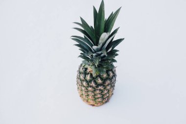 Güneş ışığında taze ananas ve kardan oluşan kış manzarası. Beyaz kar konseptinde tropikal meyve