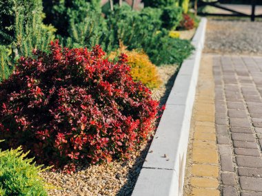 Şehir parkında gündüz vakti renkli bitkiler 