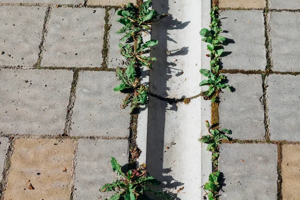 Bestrating Stenen Van Verschillende Kleuren Close Schot Overdag — Stockfoto