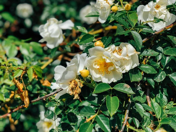 Blommande Buske Med Vita Ros Blommor — Stockfoto