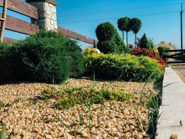 Plantes Colorées Dans Parc Ville Pendant Journée — Photo