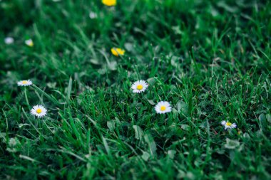 Gündüz vakti küçük çiçekli yeşil çimenler 