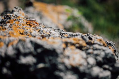 Altın alyanslar taşın üstünde, yakın çekim. 