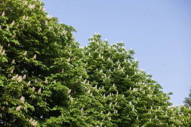 Kestane çiçekleri ve yeşil yapraklar