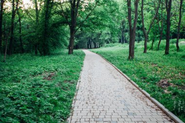 Yeşil bitkilerle dolu bahçe taşı patikası, gündüz vakti tuğla kaldırım. 