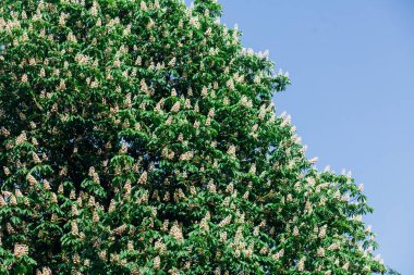 Kestane çiçekleri ve yeşil yapraklar