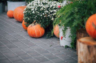 Caddedeki bir çiçekçide balkabağı ve çiçeklerle sonbahar süslemesi