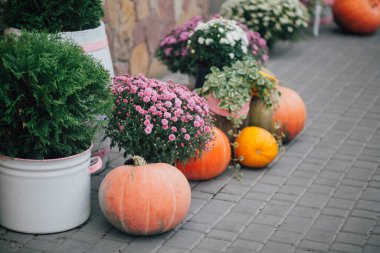 Caddedeki bir çiçekçide balkabağı ve çiçeklerle sonbahar süslemesi