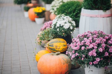 Caddedeki bir çiçekçide balkabağı ve çiçeklerle sonbahar süslemesi