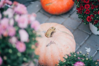 Caddedeki bir çiçekçide balkabağı ve çiçeklerle sonbahar süslemesi
