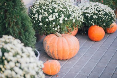 Caddedeki bir çiçekçide balkabağı ve çiçeklerle sonbahar süslemesi