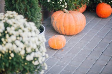 Caddedeki bir çiçekçide balkabağı ve çiçeklerle sonbahar süslemesi