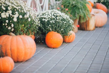 Caddedeki bir çiçekçide balkabağı ve çiçeklerle sonbahar süslemesi
