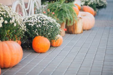 Caddedeki bir çiçekçide balkabağı ve çiçeklerle sonbahar süslemesi