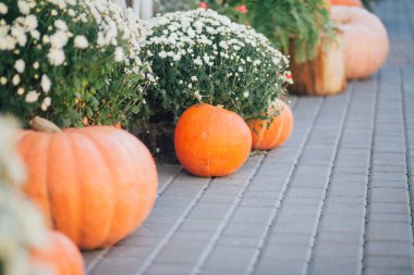 Caddedeki bir çiçekçide balkabağı ve çiçeklerle sonbahar süslemesi