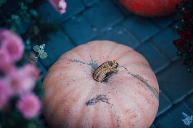 Caddedeki bir çiçekçide balkabağı ve çiçeklerle sonbahar süslemesi