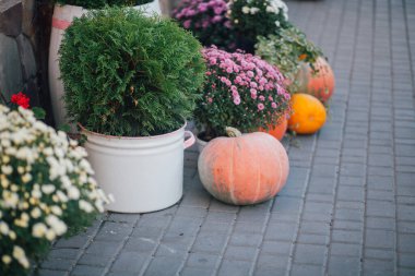 Caddedeki bir çiçekçide balkabağı ve çiçeklerle sonbahar süslemesi