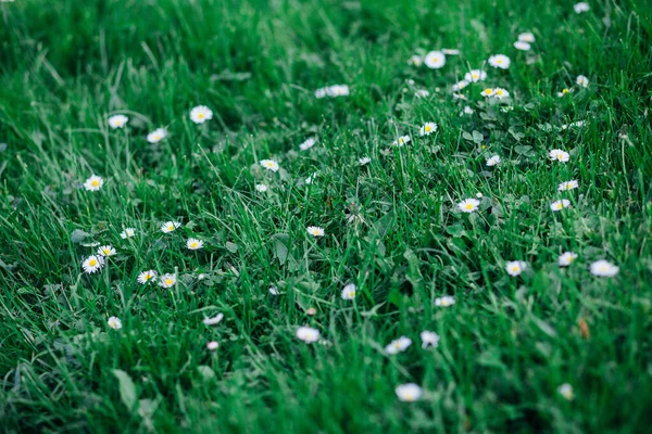 Erba Verde Con Piccoli Fiori Durante Giorno — Foto Stock