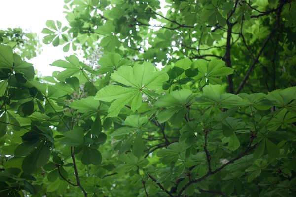 Квіти Каштана Зелене Листя — стокове фото