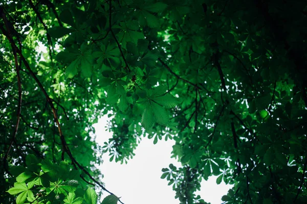 Kestane çiçekleri ve yeşil yapraklar