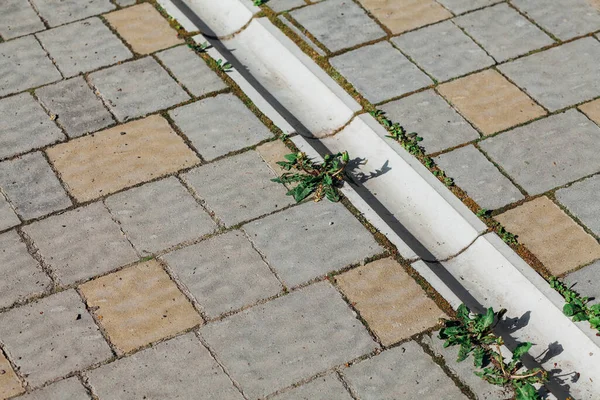 Trädgård Stenstig Med Gröna Växter Tegel Trottoar Dagtid — Stockfoto