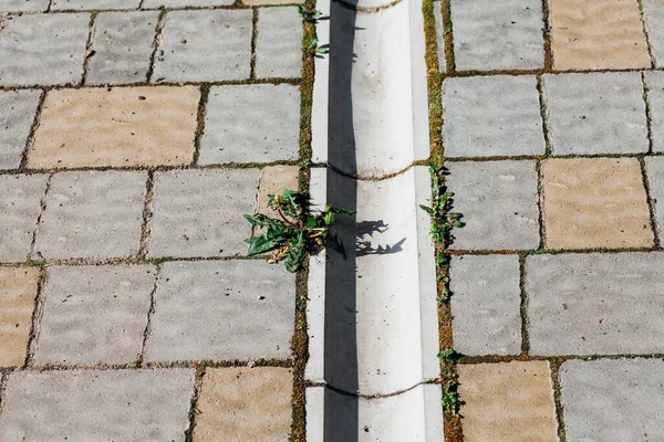 Camino Piedra Jardín Con Plantas Verdes Acera Ladrillo Durante Día —  Fotos de Stock