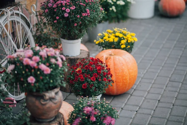 在街上的花店里 用南瓜和花装饰秋天 — 图库照片