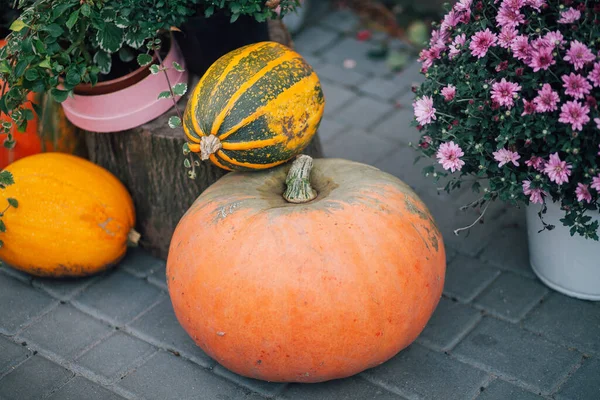 Caddedeki bir çiçekçide balkabağı ve çiçeklerle sonbahar süslemesi