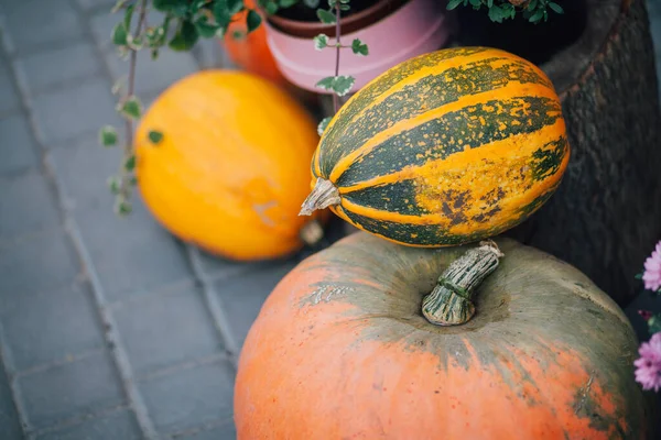 Caddedeki bir çiçekçide balkabağı ve çiçeklerle sonbahar süslemesi