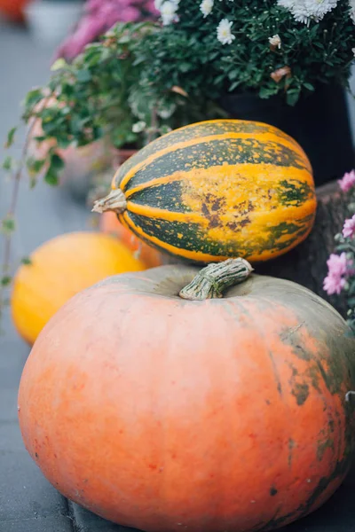 Caddedeki bir çiçekçide balkabağı ve çiçeklerle sonbahar süslemesi