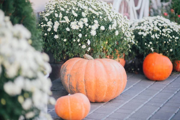 Décoration Automne Avec Citrouilles Fleurs Dans Une Boutique Fleurs Dans — Photo