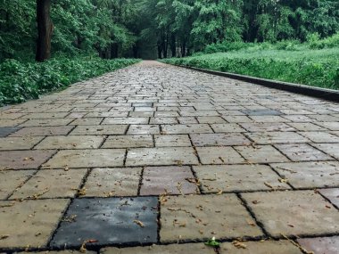 Yeşil bitkilerle dolu bahçe taşı patikası, gündüz vakti tuğla kaldırım. 