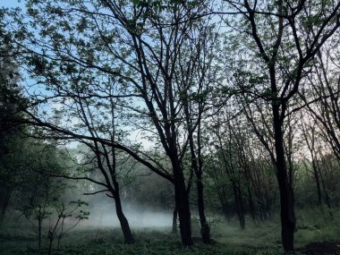 Yağmurdan sonra ormanda sis var.