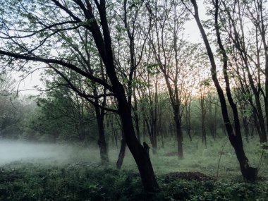 Yağmurdan sonra ormanda sis var.