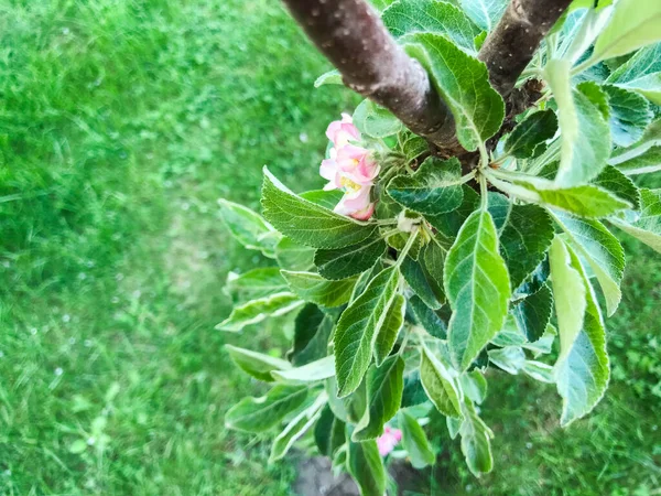 Яблуня Цвіте Весняний Сонячний День — стокове фото