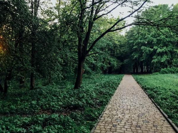 Camino Piedra Jardín Con Plantas Verdes Acera Ladrillo Durante Día —  Fotos de Stock