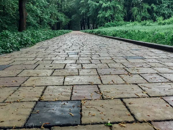 Camino Piedra Jardín Con Plantas Verdes Acera Ladrillo Durante Día —  Fotos de Stock