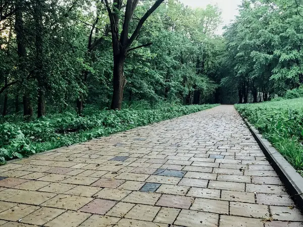 Camino Piedra Jardín Con Plantas Verdes Acera Ladrillo Durante Día —  Fotos de Stock