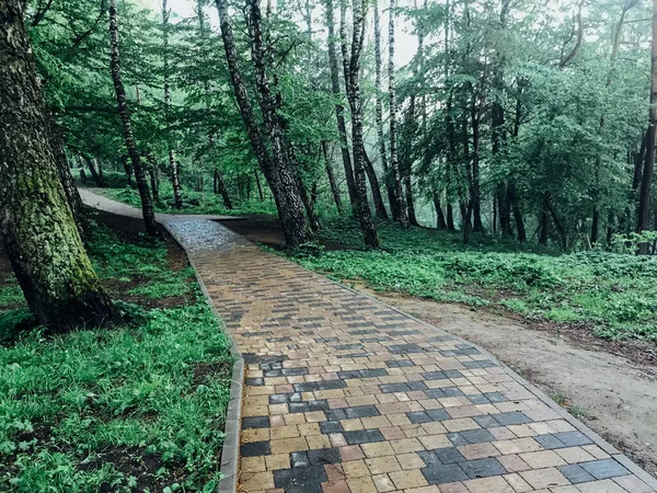 Camino Piedra Jardín Con Plantas Verdes Acera Ladrillo Durante Día —  Fotos de Stock