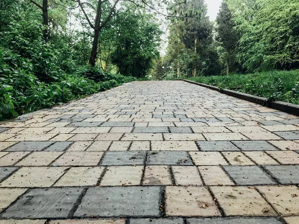 Caminho Pedra Jardim Com Plantas Verdes Calçada Tijolo Durante Dia — Fotografia de Stock