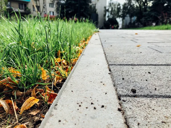 花园石径 青翠植物 白日砖人行道 — 图库照片